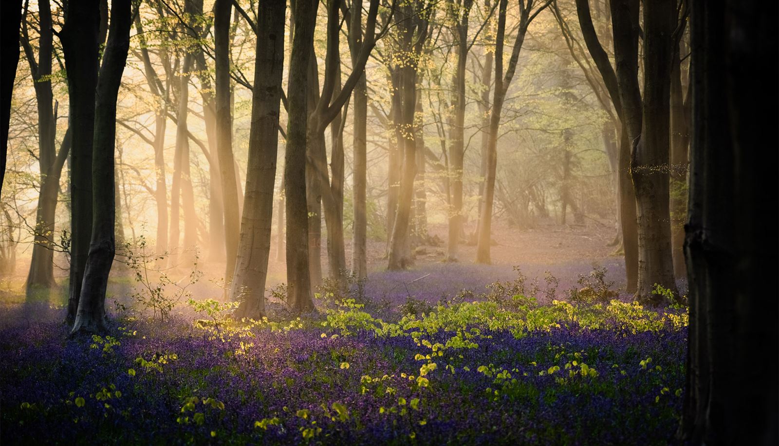 Bluebells Micheldever Woods